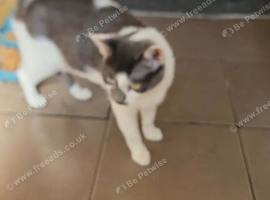 Kitens
