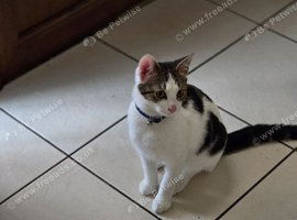 5 month old kitten