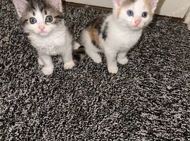 Two female kittens