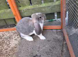 Opal butterfly french lop