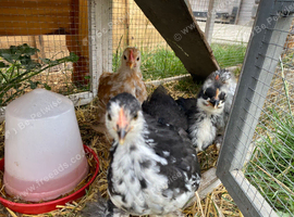 Bantam