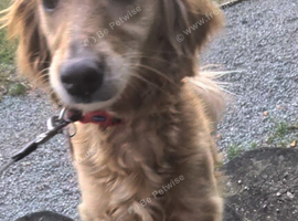 Mini flat coated goldendoodle girl
