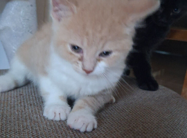 kittens