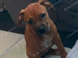 Beautiful staff x American bulldog