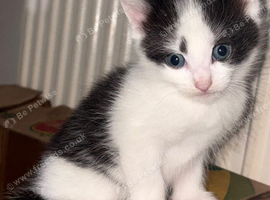 Ragdoll X