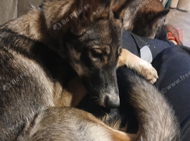 1 year old german shepherd x husky