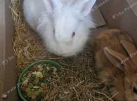 White male rabbit about 1 years old