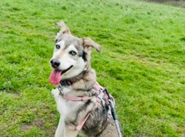 Husky female needing a forever home