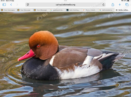 Red crested pochard and mandarins