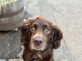 Beautiful litter of five cockerpoo