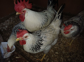 Colombian leghorn hatching eggs