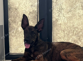Belgian mali boy 9 months