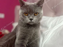 British Shorthair