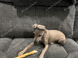 Italian greyhound puppy kc registered