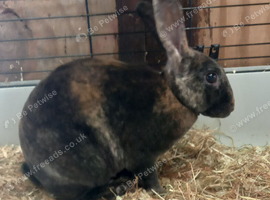 Male Rex for sale