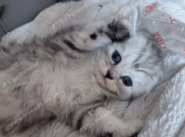 Persian kittens ready