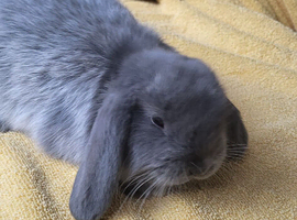 Beautiful Mini lop looking good a home