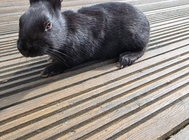 Belgian Hare Black
