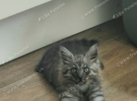 Kittes maine coon mix