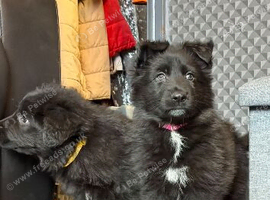Stunning German Shepard puppy&rsquo;s