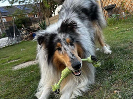 Dog Walker and pet sitter