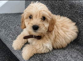 Cockapoo puppies