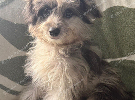 2 girls Pomapoo girls available