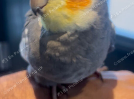 Super tame cocktail