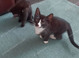 Beautiful kittens