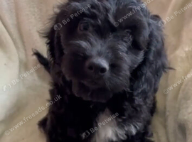 Absolutley gorgeous Cockapoo x puppies