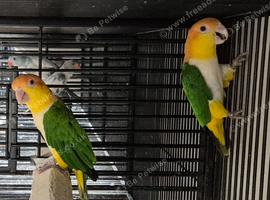 Finches canarys doves parakeets parrots