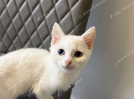 Full white male kitten