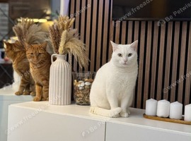 2 female cats mum & daughter