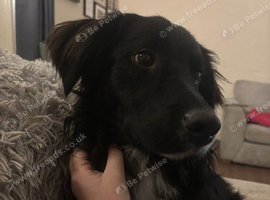 Golden retriever x border collie