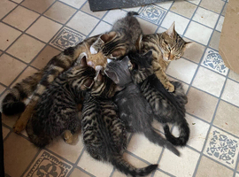 Beautiful Kittens for sale