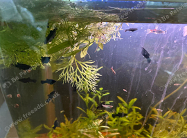 Mollies for sale