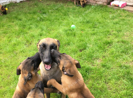 Working line Malinois pups for sale