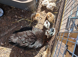 Chicks for sale