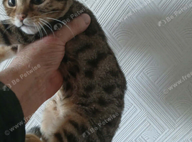 2 lovely stripped boy kitten and gold marble Ready now