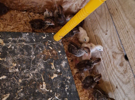 Bobwhite quail chicks