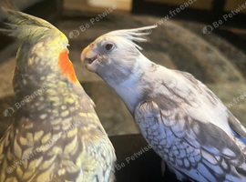Male and female cockatiel tame
