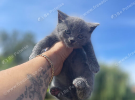 Beautiful bsh x kittens
