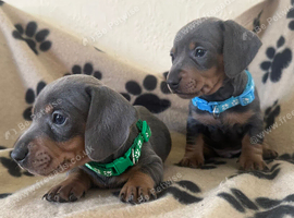Gorgeous miniature sausages