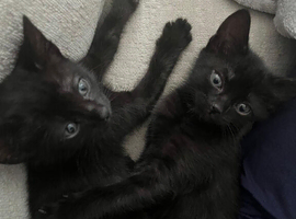 2 female kittens