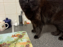 Too lovely young cats needing homes