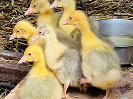 Ebden Goslings for sale