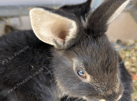 Baby bunnies for rehoming
