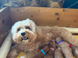 Beautiful F1b Cavapoo Puppies &ndash; 360 Health Tested Parents