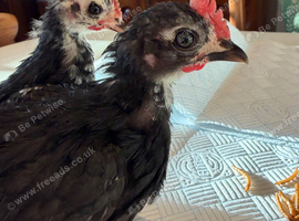 2 Beautiful serama cockerels