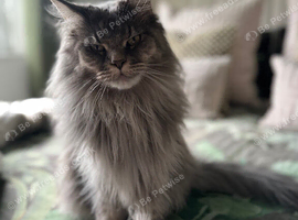 Silver Tabby girl